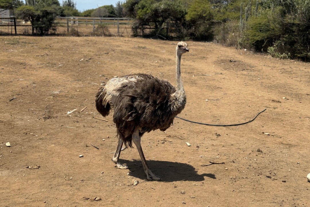 Struisvogel bij het Curacao Ostrich Farm