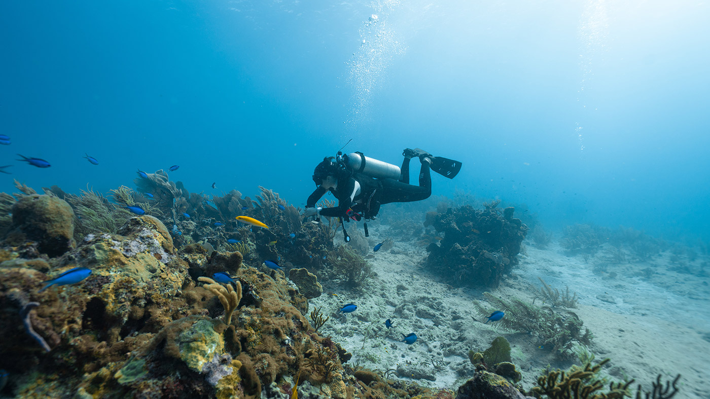 Duiken in Curaçao: Een gids voor de beste duikplekken