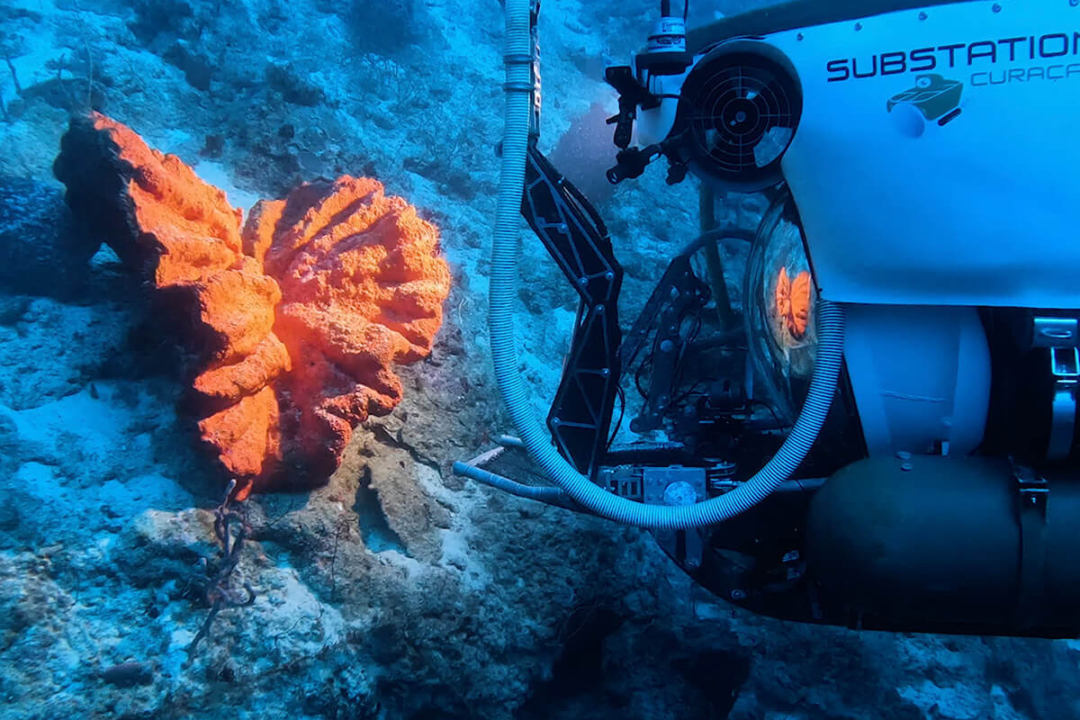 Koraal bij de Substation Curaçao onderzeeër
