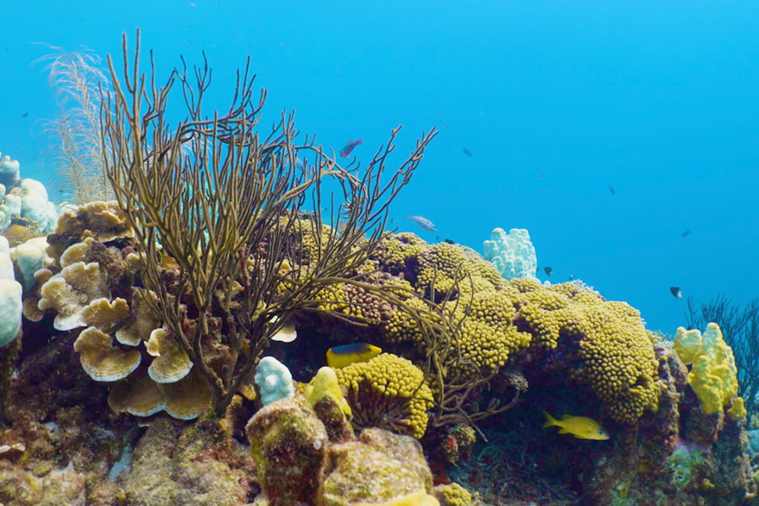 Onderwater de Substation Curaçao onderzeeër