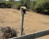 Struisvogel bij het Curacao Ostrich Farm