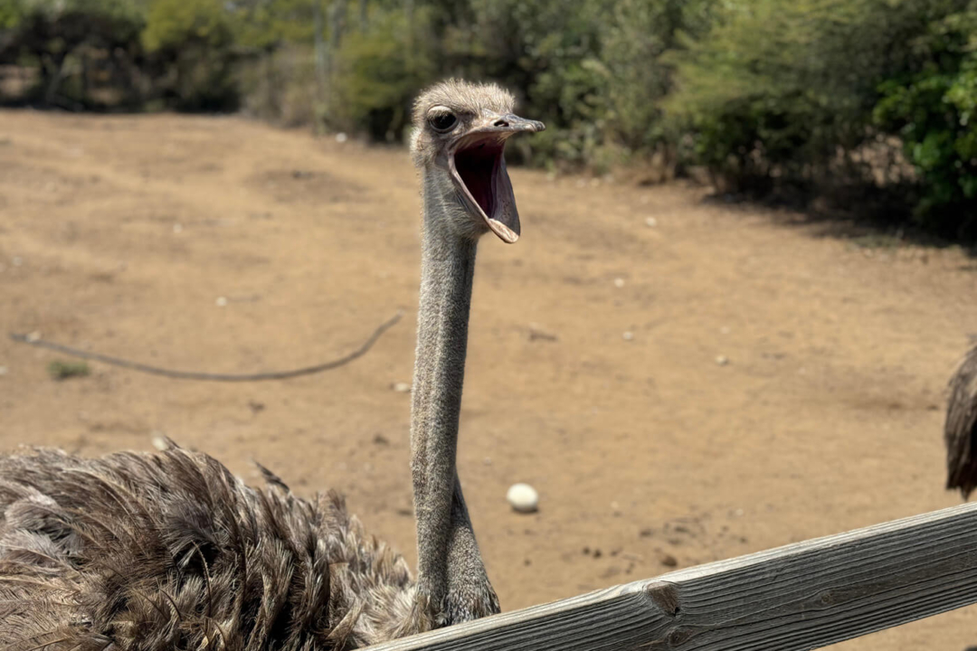 Struisvogel bij het Curacao Ostrich Farm