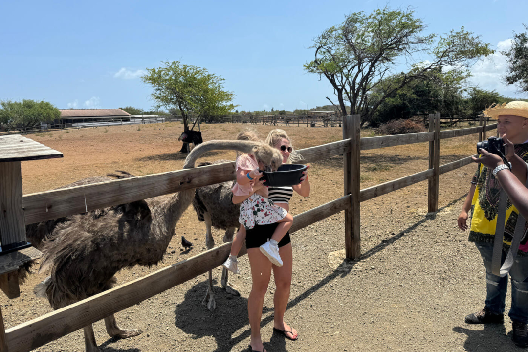 Struisvogel voeren bij het Curacao Ostrich Farm