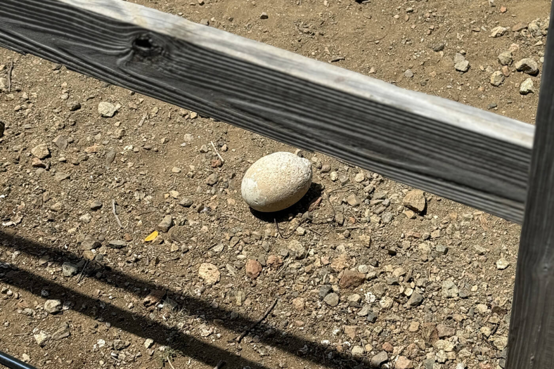 Struisvogelei op het Curacao Ostrich Farm