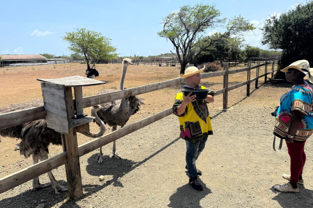 Struisvogel voeren bij het Curacao Ostrich Farm